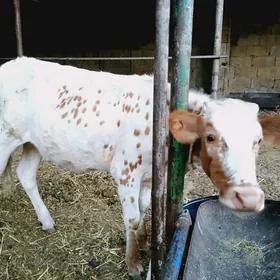 gőle