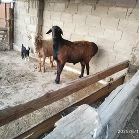 Goç