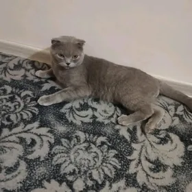 вислоуха кот