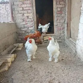 paroda tawuk