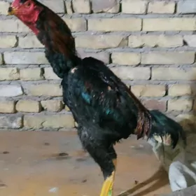 pupek horaz juje