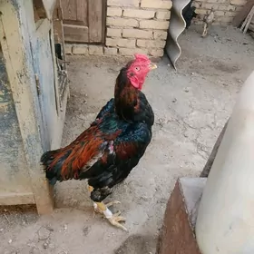 horaz