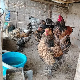Brama