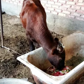 Öküz we Öküzçe