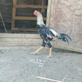 taskenit horoz