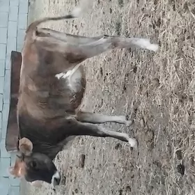 tüwe