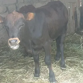 öküzçe tüwe öküz göle
