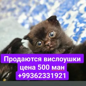 Котята