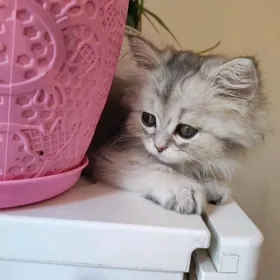 котёнок