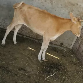 Tüwe
