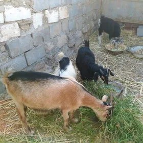 cewys