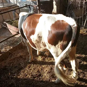Öküz İnek Unajyn