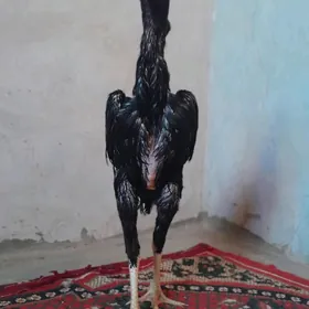dekan horaz