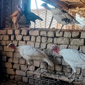 Mäki taşkent induk