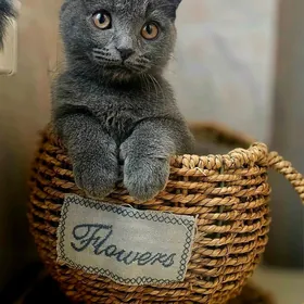 Шотландский котёнок