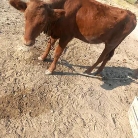 tohum tüwe