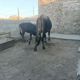 Goleli sygyr