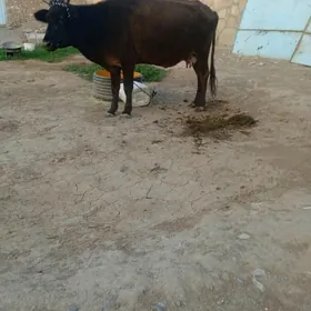 Göleli sygyr