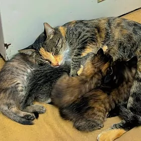 котята