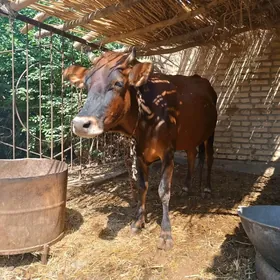 bogaz gulajyn