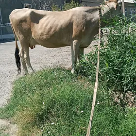 Sygyr şwec paroda