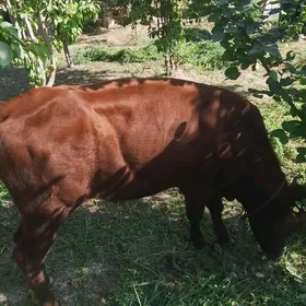 оккузче