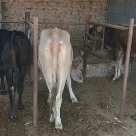 tuweler