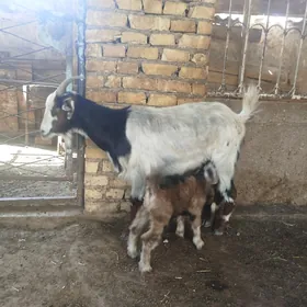 owlakly geçi,tokly