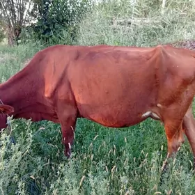 goleli sygyr
