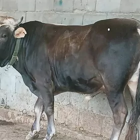 bakylan okuz