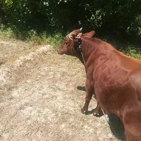 окз