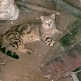 кошка