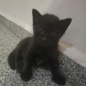 Котята♡