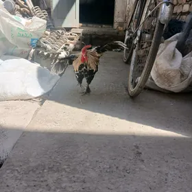 karlik horaz