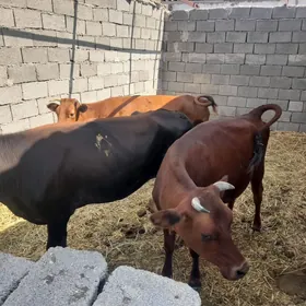 Sygyr Arassa
