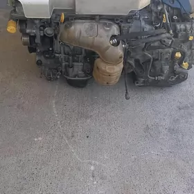 Siyena Motor koropka