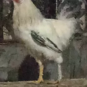 Brama horaz