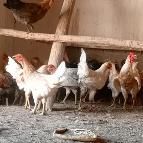 parodny towuklar