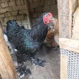 brama