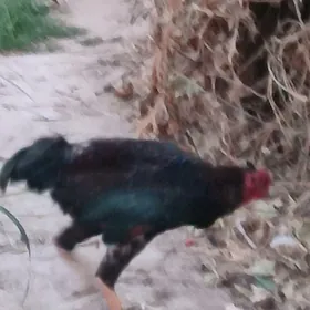 baysow