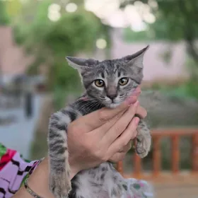 котик,pisik