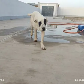 ит йитди тапана байрагф бар
