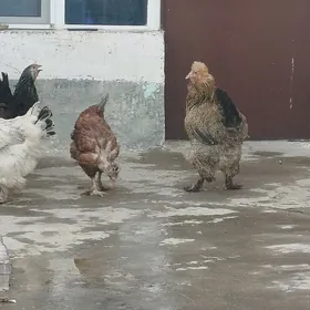 towuklar