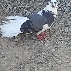 kepderi