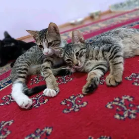 Pişijekler