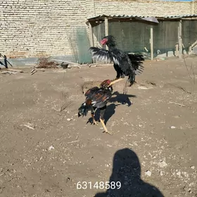 uruşgan horazlar