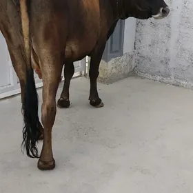 sygyr
