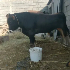 Ökiz