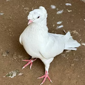 kepderi