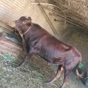 бурлат окуз
